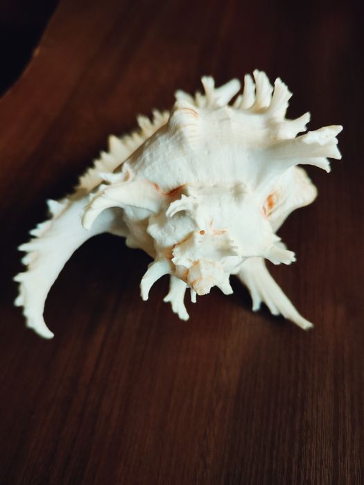 Велика колекційна морська мушля Chicoreus Ramosus (Гіллястий чикореус)