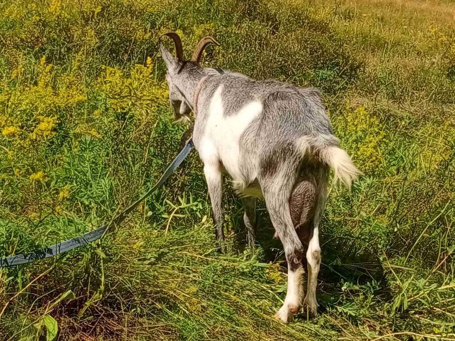 Коза дійна альпійка