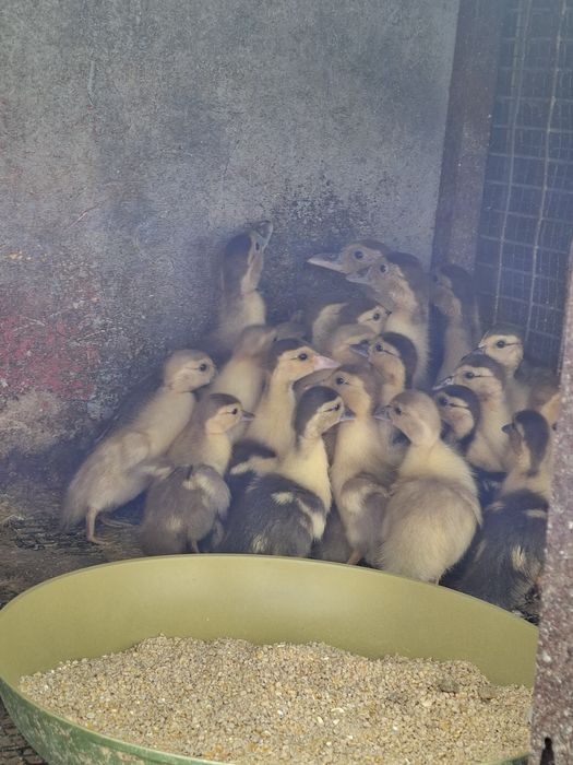 Patos mudos várias cores