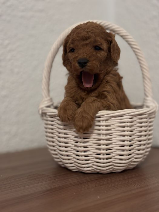 Красуня той пудель