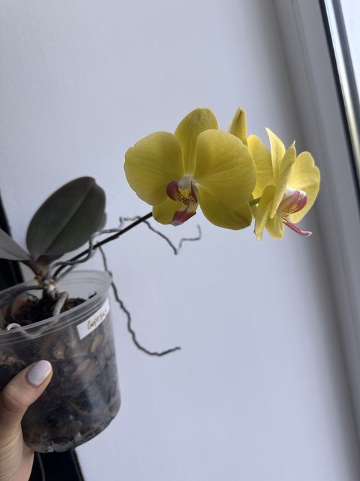 Орхідея фаленопсис