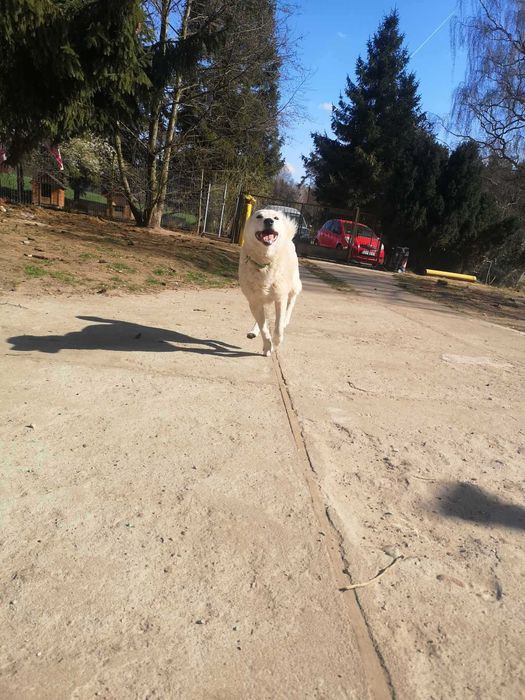 Łajka zachodniosyberyjska , samiec do adopcji z fundacji