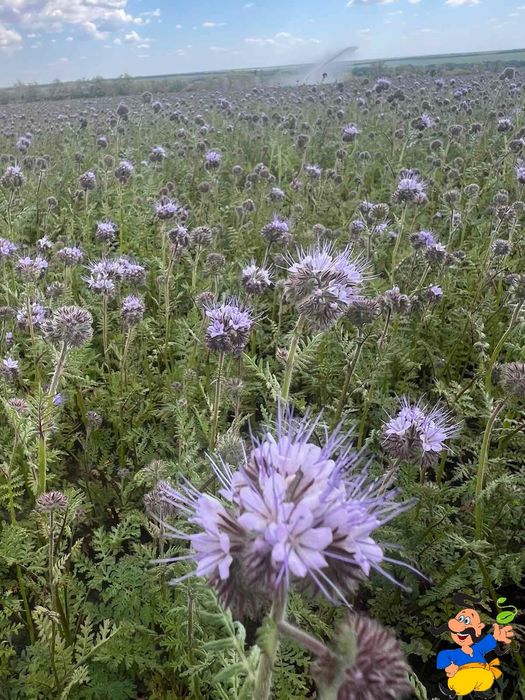Продам насіння фацелії. Сорт Аліна, Меліфера. Медонос. Сидерат.