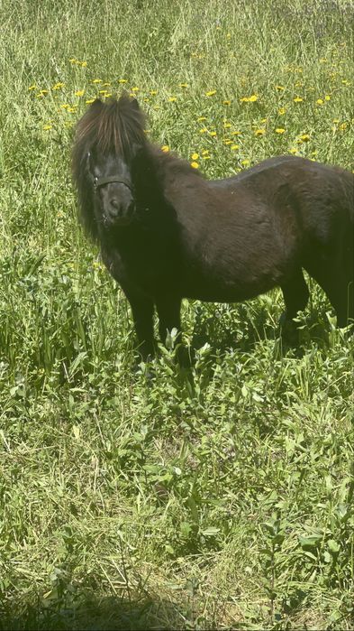 Ponei shetland anão