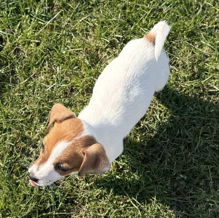 Jack Russel Terier piesek