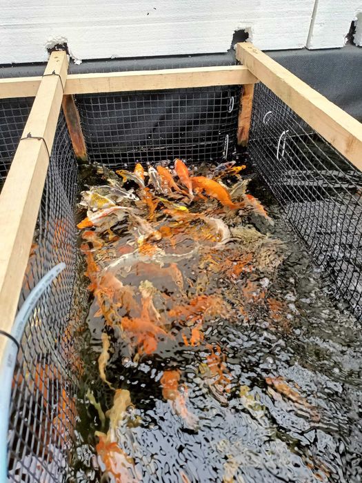 Karpie koi batterfly, Ryby kolorowe do oczka, karasie, orfy , Jesiotry