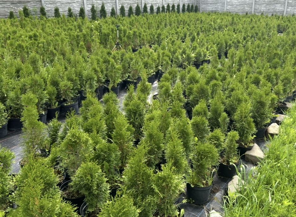 Thuja smaragd doniczka 60 cm