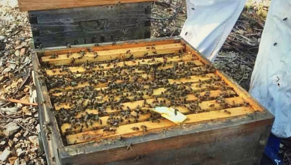 Mel biologico de rosmaninho