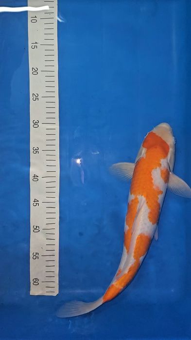 Carpa Koi - Goshiki Shigure - 42cm