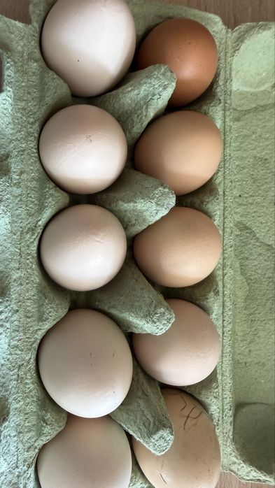 Świeże swojskie jaja