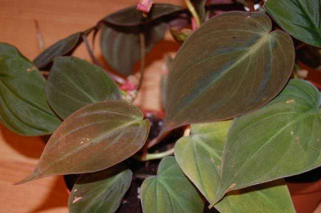 Филодендрон  Micans Филодендрон блестящий