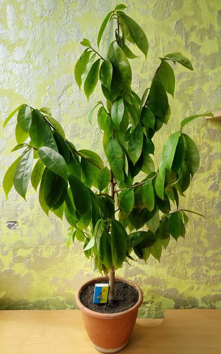 Саусеп (Сметанне яблуко / Annona muricata), екзотичне дерево, 5 років