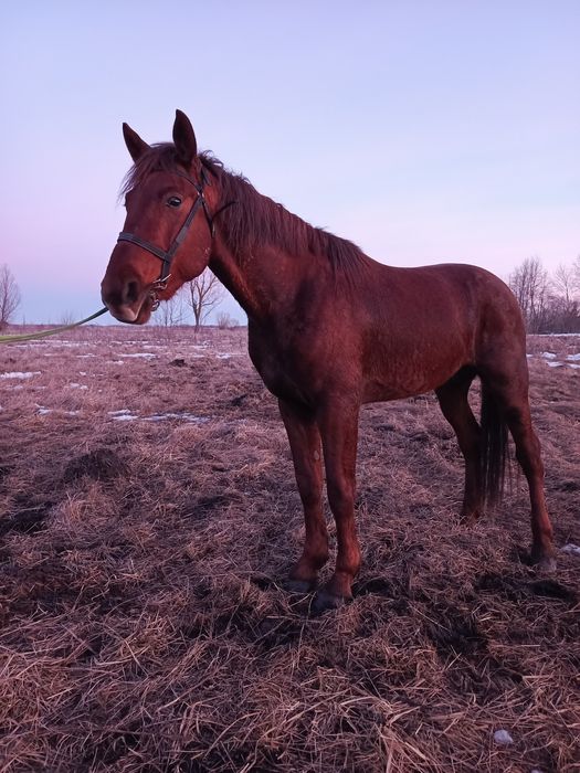 Продам або обміняю жереба 4 роки