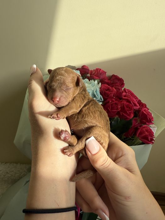 Мультипу 2 міс чіп