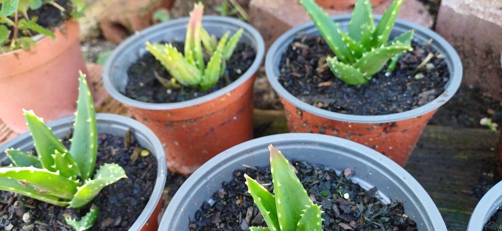 Planta Suculenta em Vaso