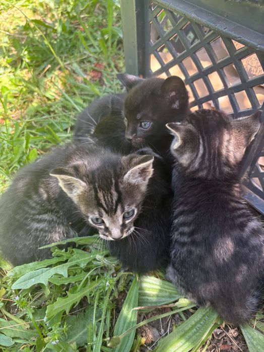 4 gatinhos para adoção