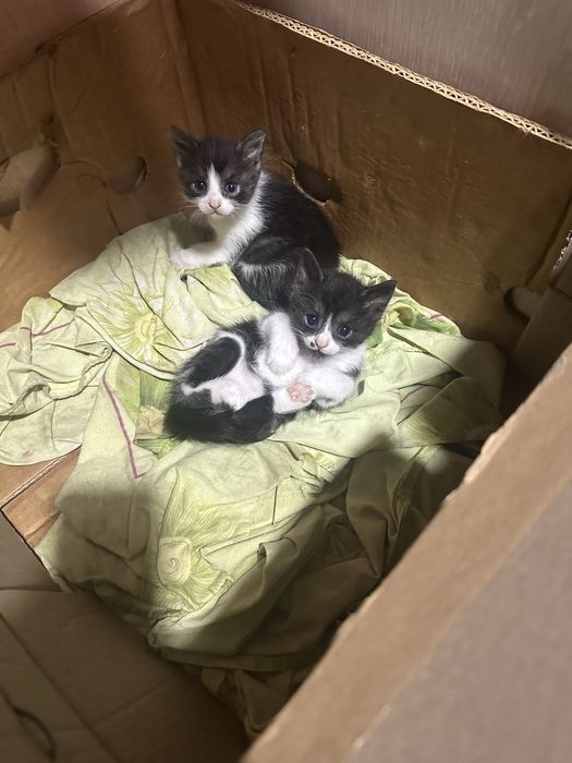 Безкоштовно!!!Кошенята