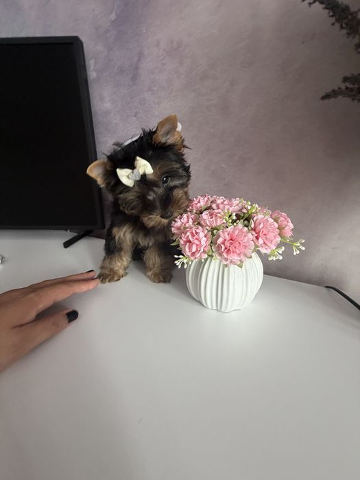 York miniaturka suczka xxs