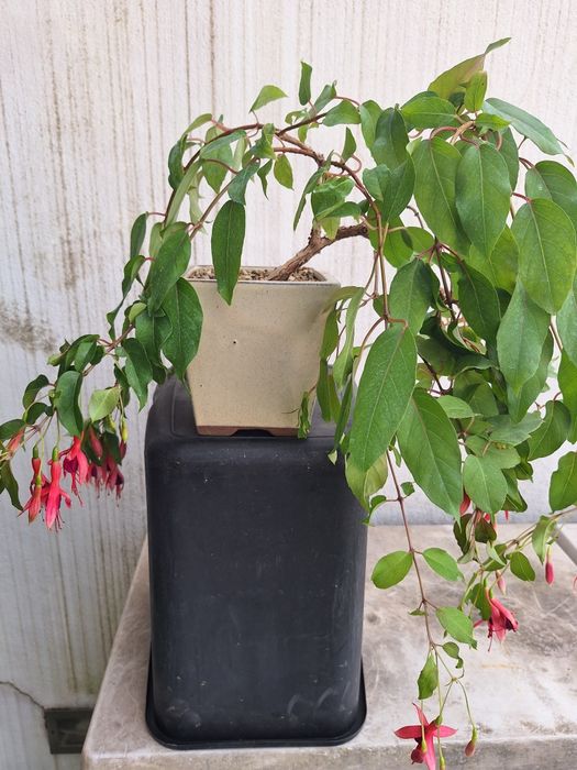Bonsai fuchsia flor