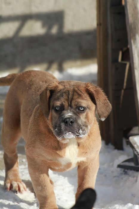 Супер широкая мощная девочка Норс Американ мастиф.  НАМ