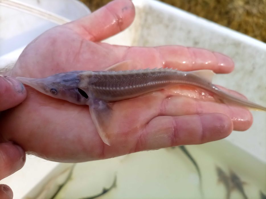 Jesiotr narybek sterlet rosyjski 18-25 cm , karp lin karaś wegorz