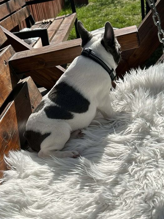 Buldog francuski piesek