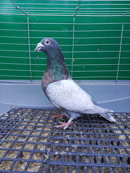 Pocztowe Dom opal pary i samczyk