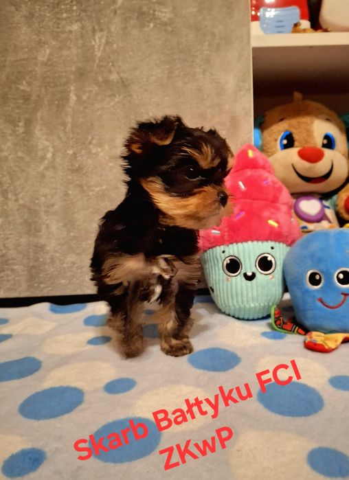 Yorkshire Terrier mini 1,8kg  piękność FCI ZKwP