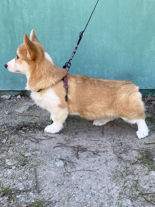 Вельш-корги пемброк (девочки и мальчики)