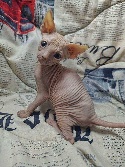 Донські сфінкси.