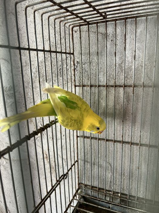Macho reprodutos_troco por canario