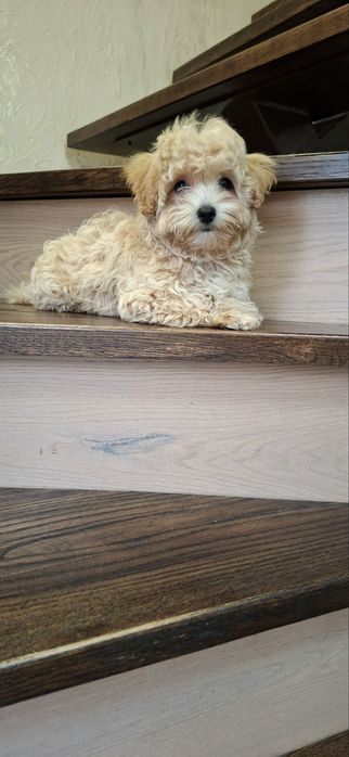 Девочка Мальтипу