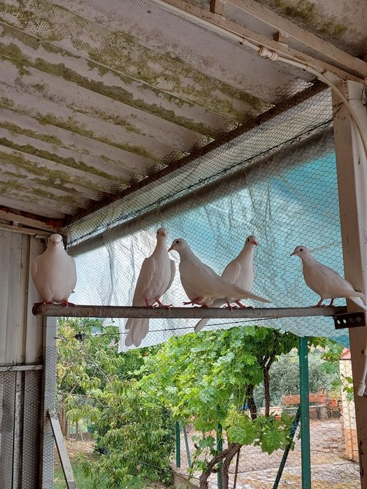 Rolas brancas criação