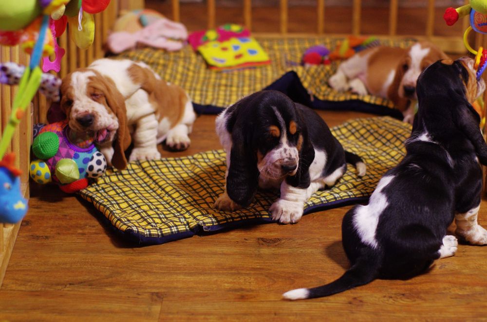 LONG CASTLE HOUND питомник предлагает щенка девочку