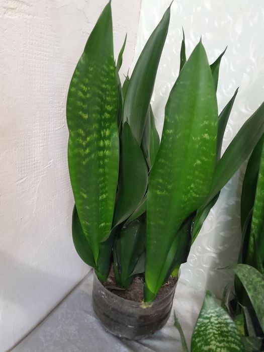 Сансивьерия с детками