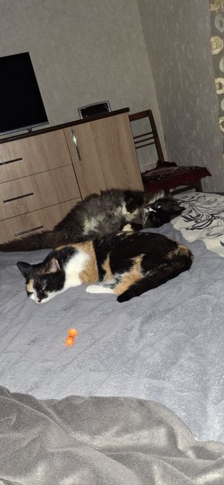 Віддамо в добрі руки кошенят