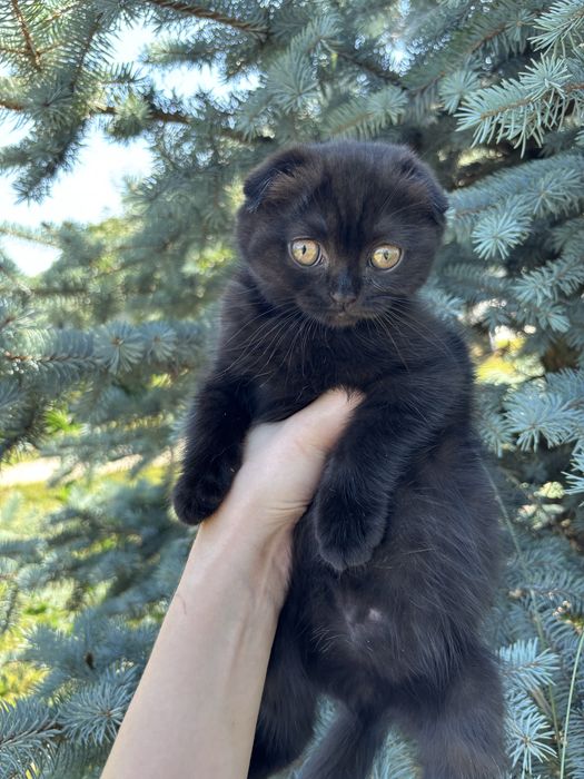 Шотландська висловуха