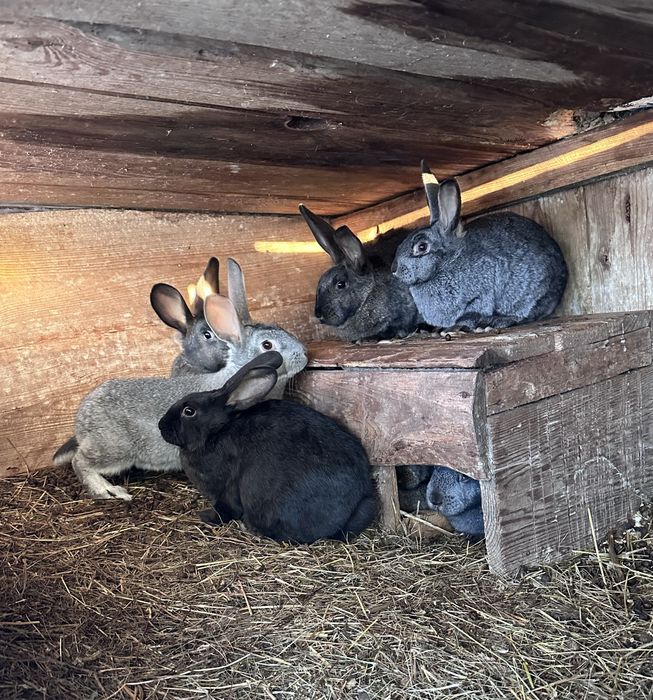 Продам   кроликів