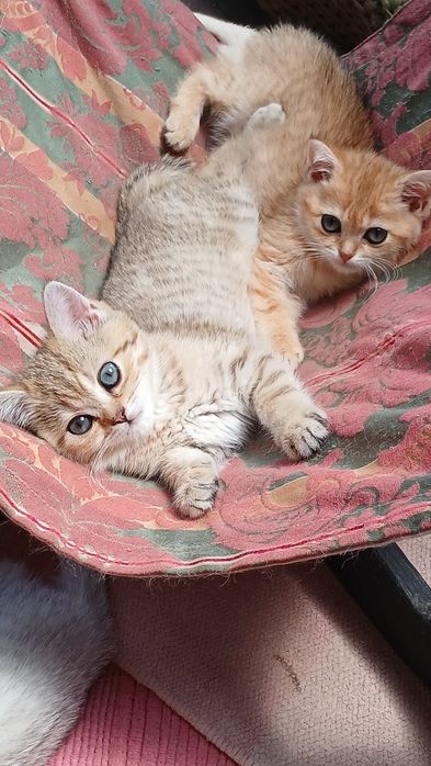 Для Вас шотландський четверолапий товариш за донати для ЗСУ