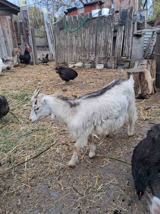 Продам козлика породи Ламанча