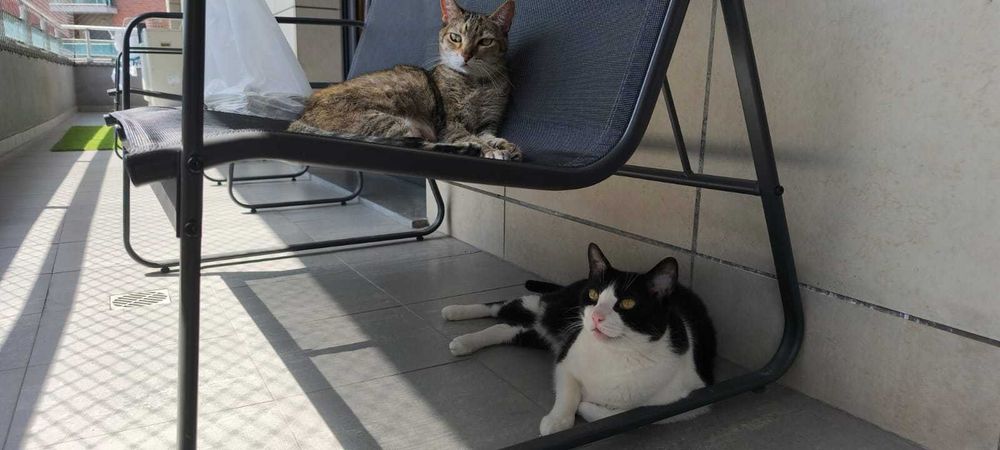 Pet Sitting Profissional – Cuidados e Carinho ao Domicílio