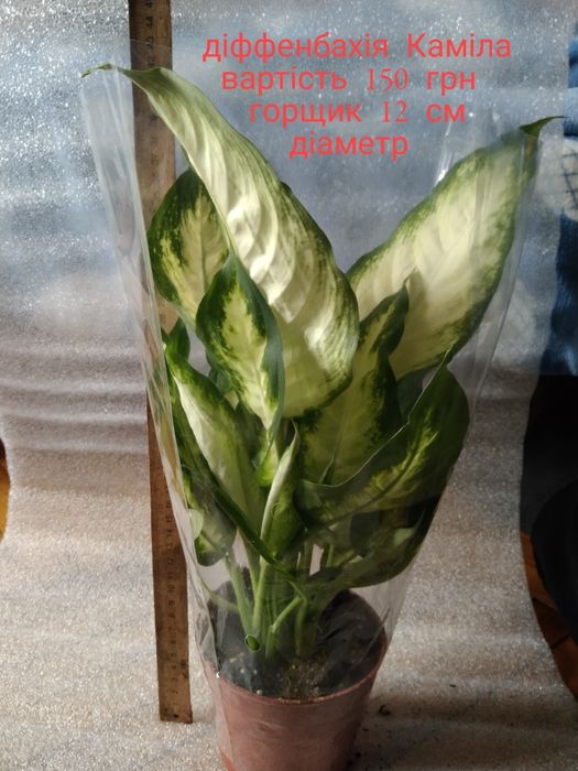 Рослини, квіти, вазони кімнатні