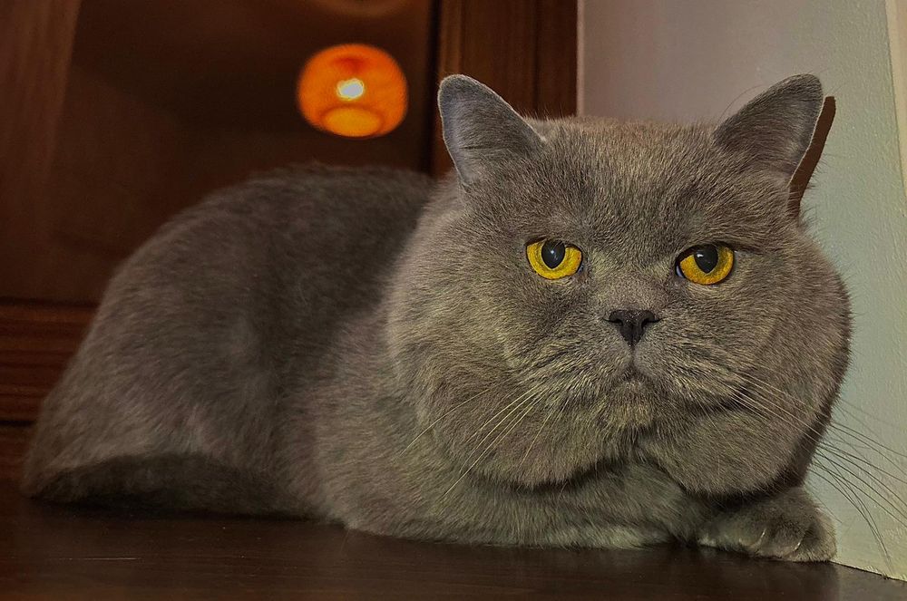 Kocur brytyjski. Reproduktor. Krycie