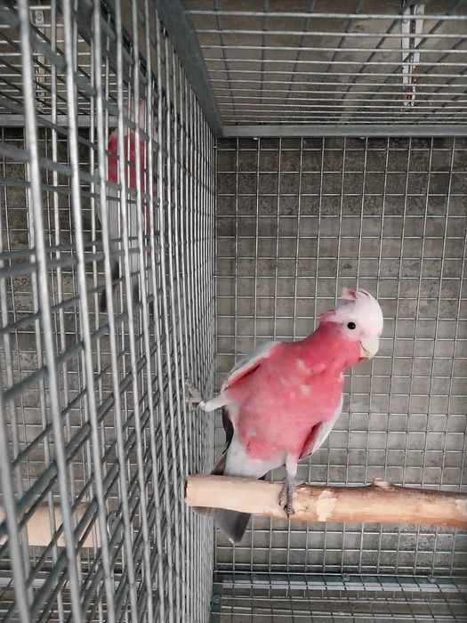 Catatuas Galah deste ano