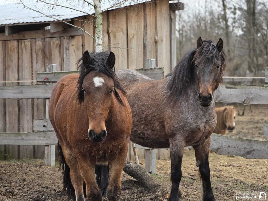 Amelka i Ajax, piękna mama z synem do adopcji, za darmo