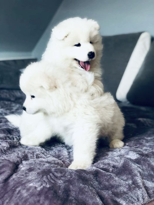 Samoyed szczeniak DO ODBIORU
