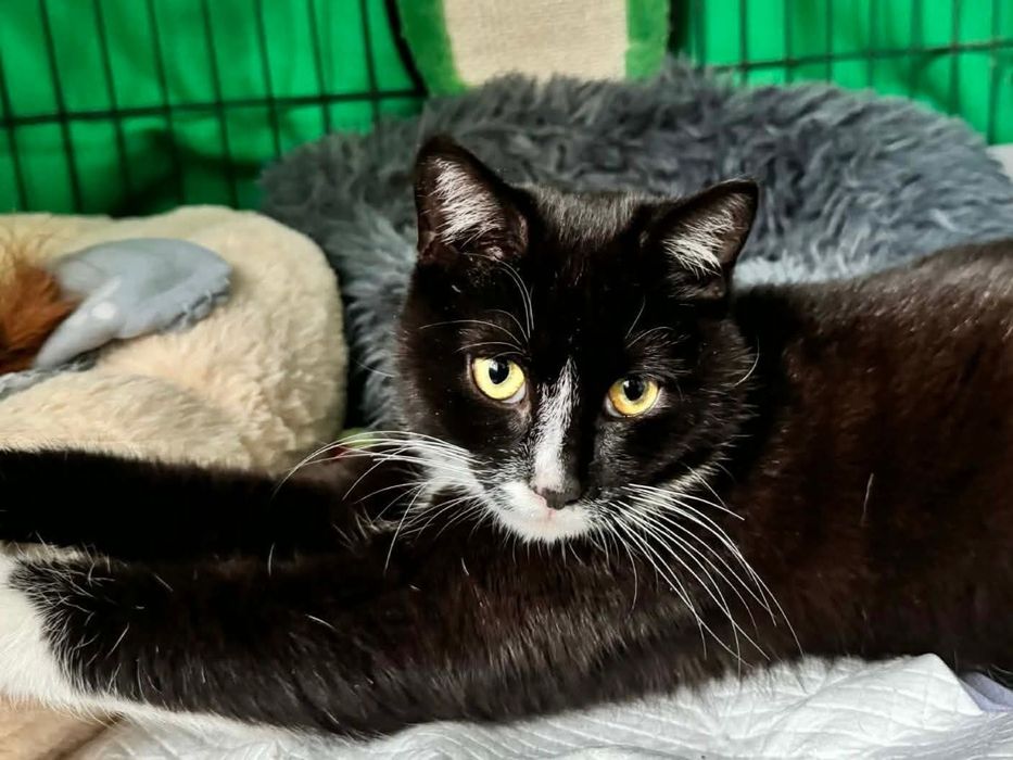 Siostry szukają domu w całej Polsce