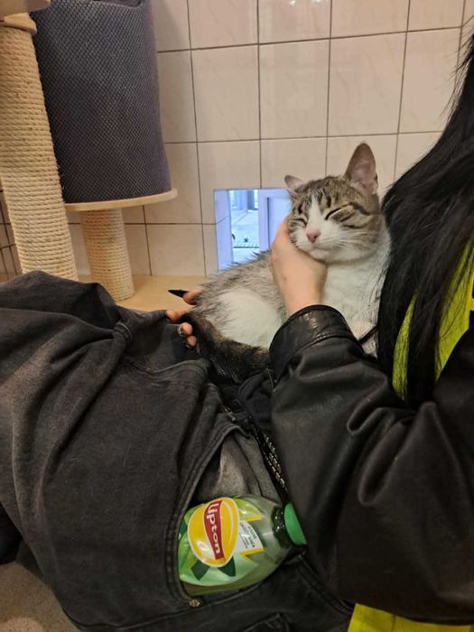 Pokochaj śliczną Veronę z częstochowskiego schroniska