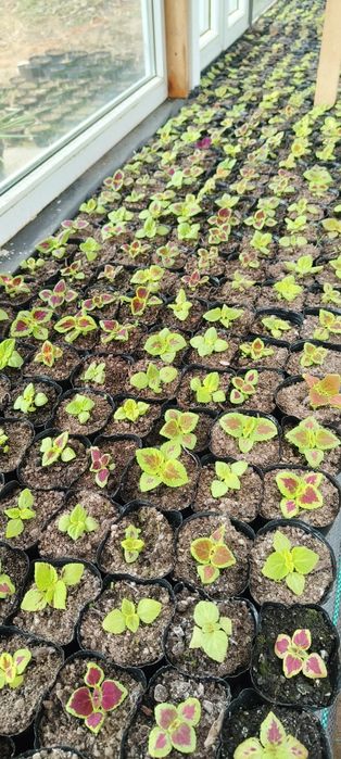 Sadzonki warzyw i kwiatów