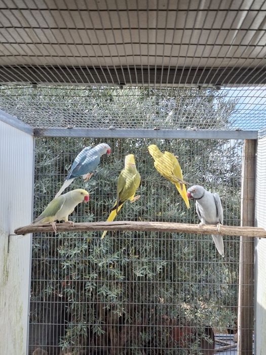 Ring Neks Violeta CC e Azuis CC